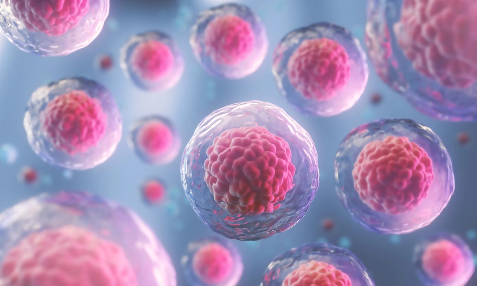 Stem Cell Maintenance